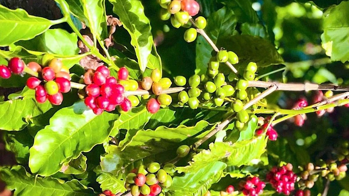 Giá cà phê nội địa đồng loạt tăng thêm 700 đồng/kg - Báo Gia Lai