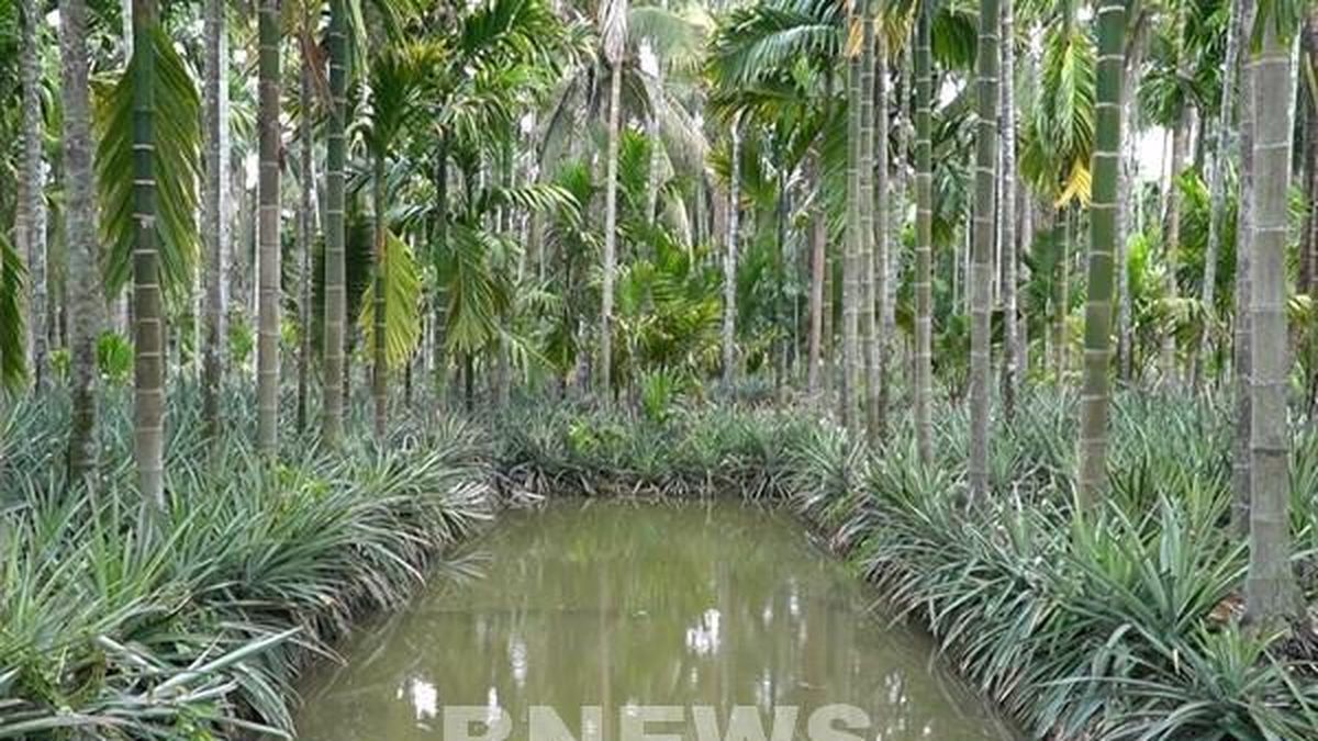 Khuyến cáo nông dân cẩn trọng khi mở rộng diện tích trồng cau - Bnews