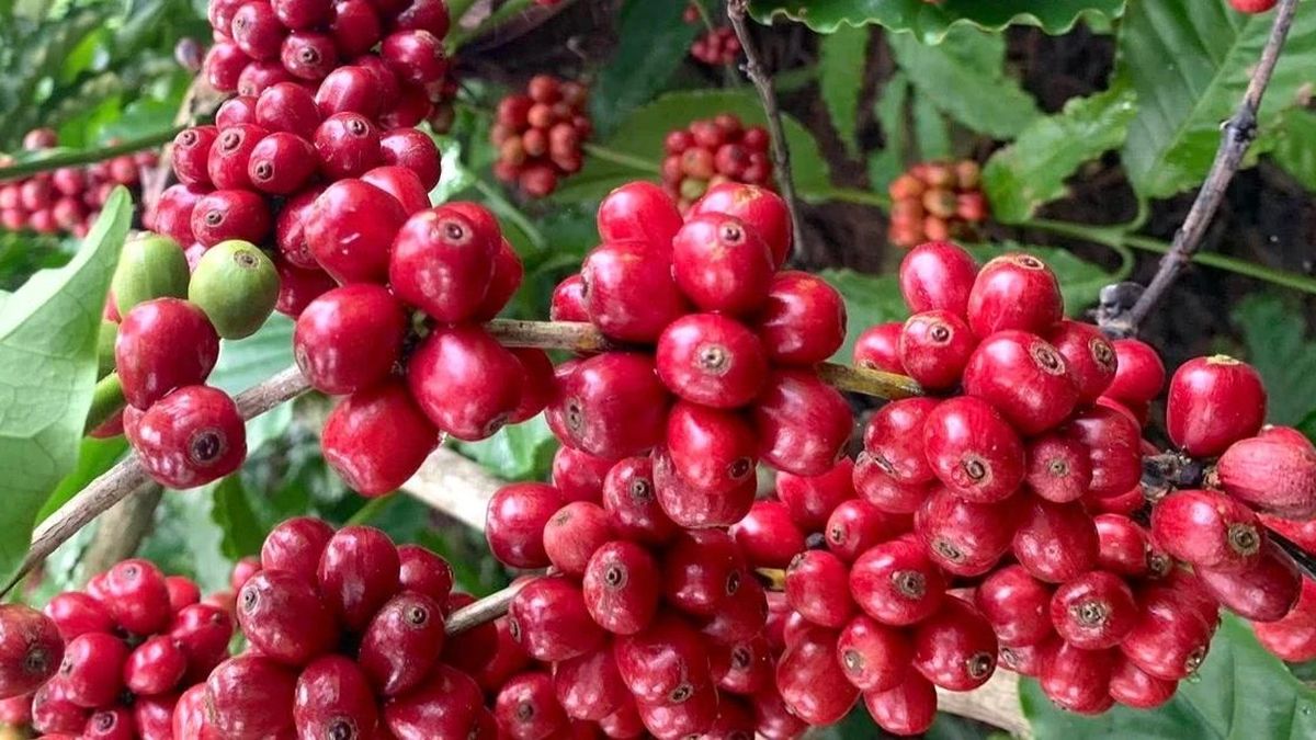 Đồng loạt tăng 1.400 đồng, giá cà phê nội địa vượt mốc 89.000 đồng/kg - Báo Gia Lai