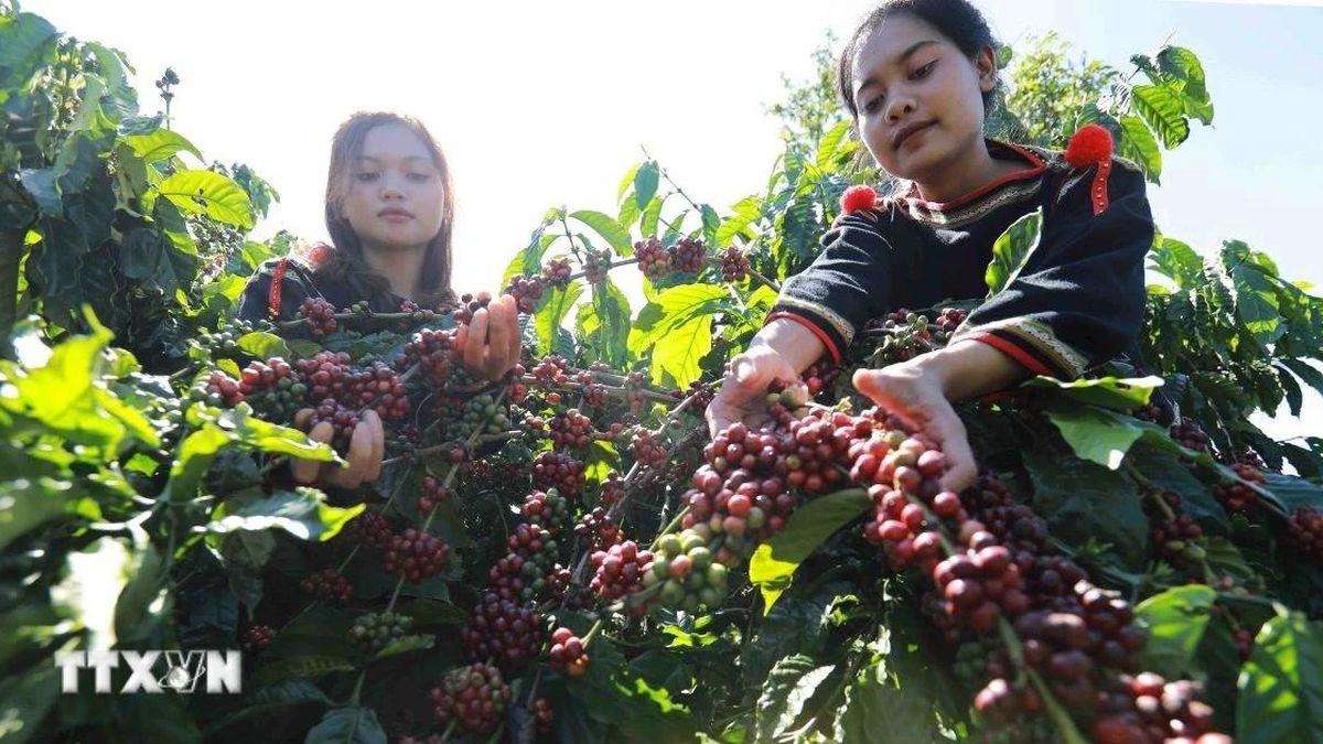 Văn hóa càphê đưa Buôn Ma Thuột lọt top 15 điểm đến ẩm thực hàng đầu thế giới - Báo VietnamPlus
