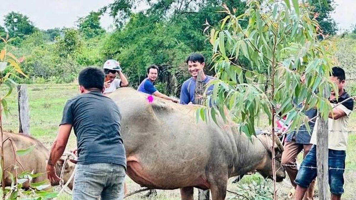 Khống chế trâu 'điên' ở Đắk Lắk húc 4 người nhập viện - Tạp chí Người Đưa Tin