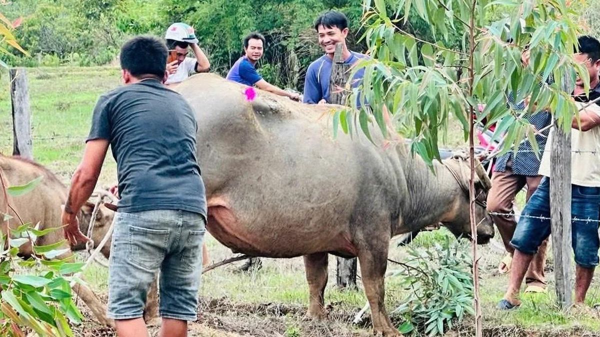 Khống chế thành công trâu 'điên' tấn công 4 người bị thương - Báo Công An Nhân Dân