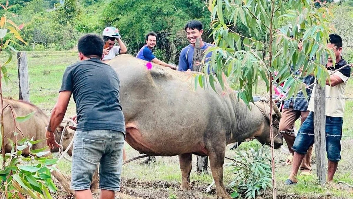 Trâu 'điên' húc người ở Đắk Lắk, 4 nạn nhân nhập viện - Báo VTC News