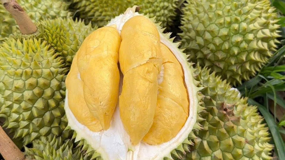 Trung Quốc duyệt thêm loạt phòng kiểm nghiệm sầu riêng ở Việt Nam - Tạp chí Tri thức