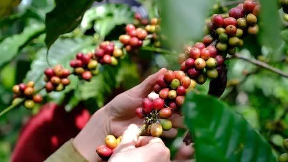 Giá nông sản ngày 5/6: Giá cà phê đảo chiều lao dốc, hồ tiêu giữ xu hướng ổn định - Tạp chí Doanh Nghiệp Việt Nam