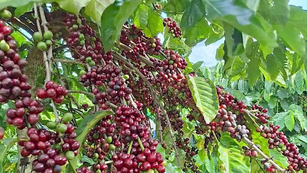 Ngày 5-6, giá cà phê tại Gia Lai giảm 1.300 đồng/kg - Báo Gia Lai