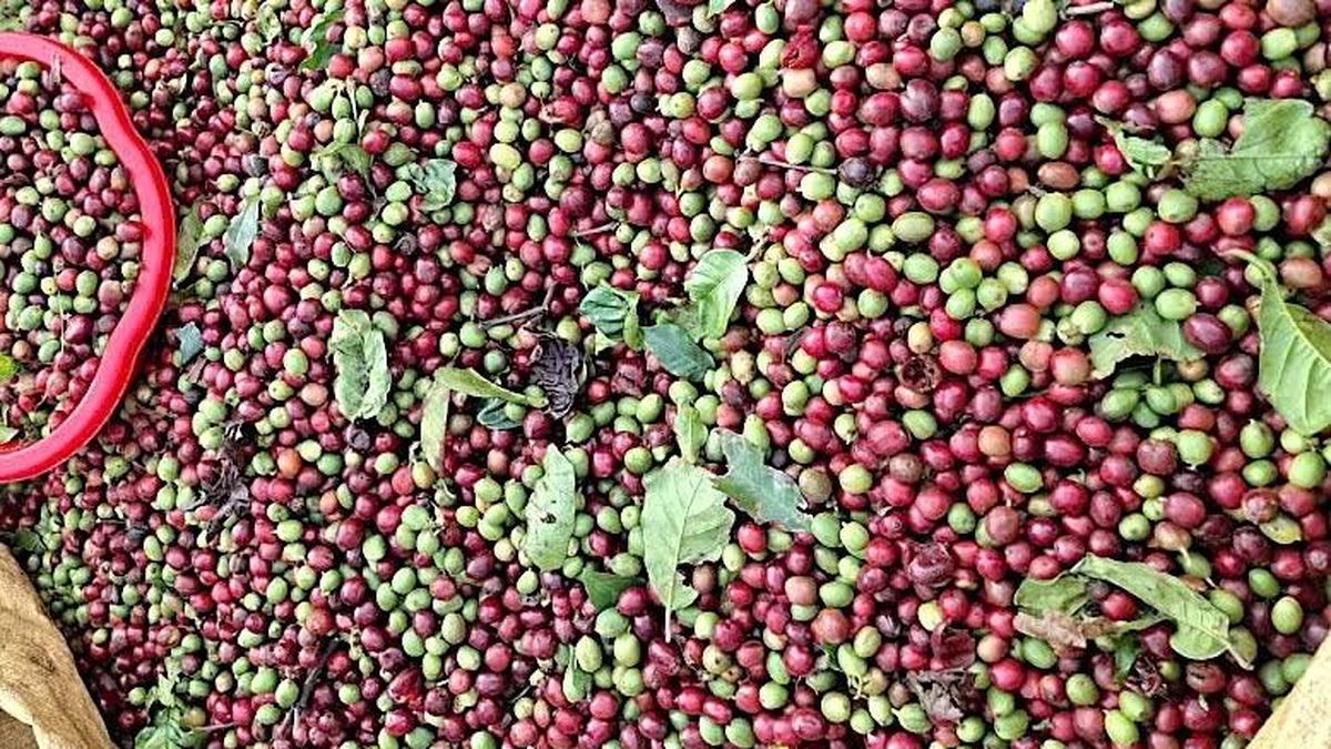Giá cà phê giảm nhẹ, hồ tiêu đồng loạt tăng 1.000 đồng/kg - Báo Gia Lai