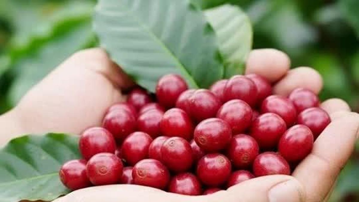 Giá nông sản ngày 8/6: Cà phê, hồ tiêu tiếp tục giảm sâu - Tạp chí Doanh Nghiệp Việt Nam