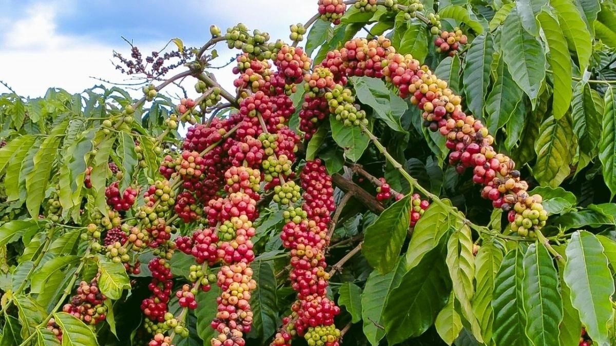 Ngày 8/6: Giá cà phê và hồ tiêu đồng loạt giảm - Thời báo Tài chính