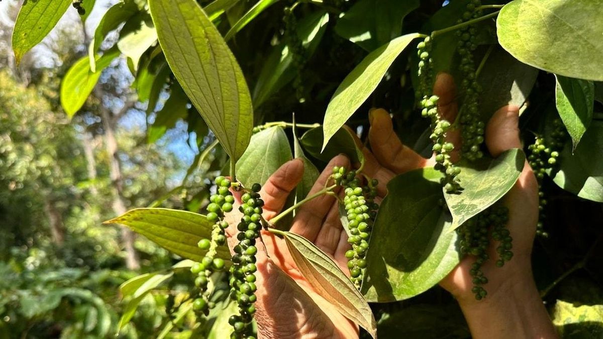 Giá tiêu hôm nay 9/6/2026: Giá trong nước đi ngang, quốc tế ổn định - Báo Đà Nẵng