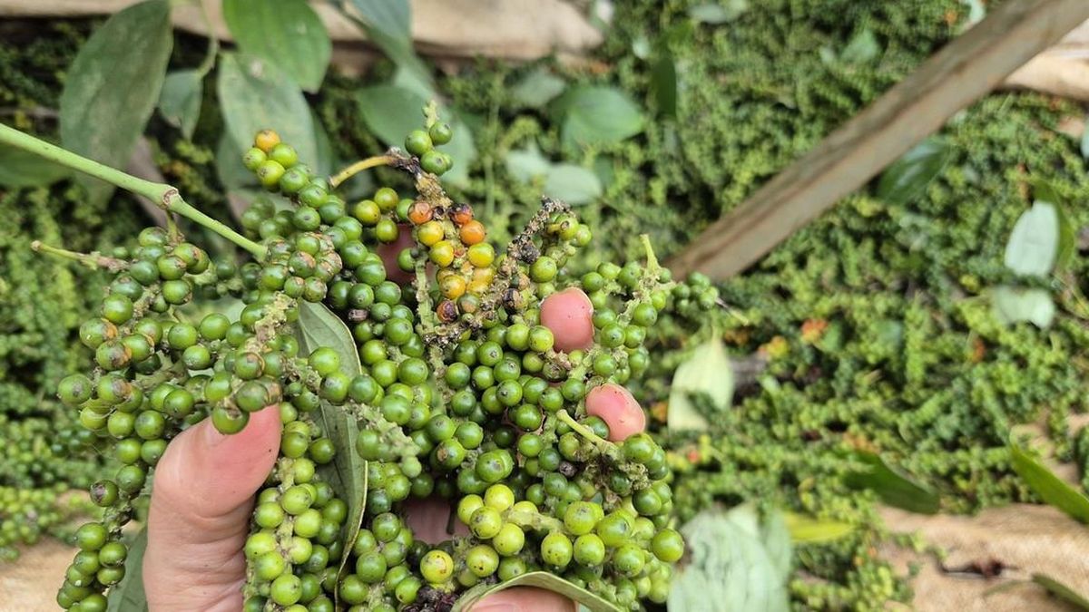 Giá tiêu hôm nay 9/6/2026: Đắk Lắk và Lâm Đồng dẫn đầu với 140.000 đồng/kg - Báo Lâm Đồng
