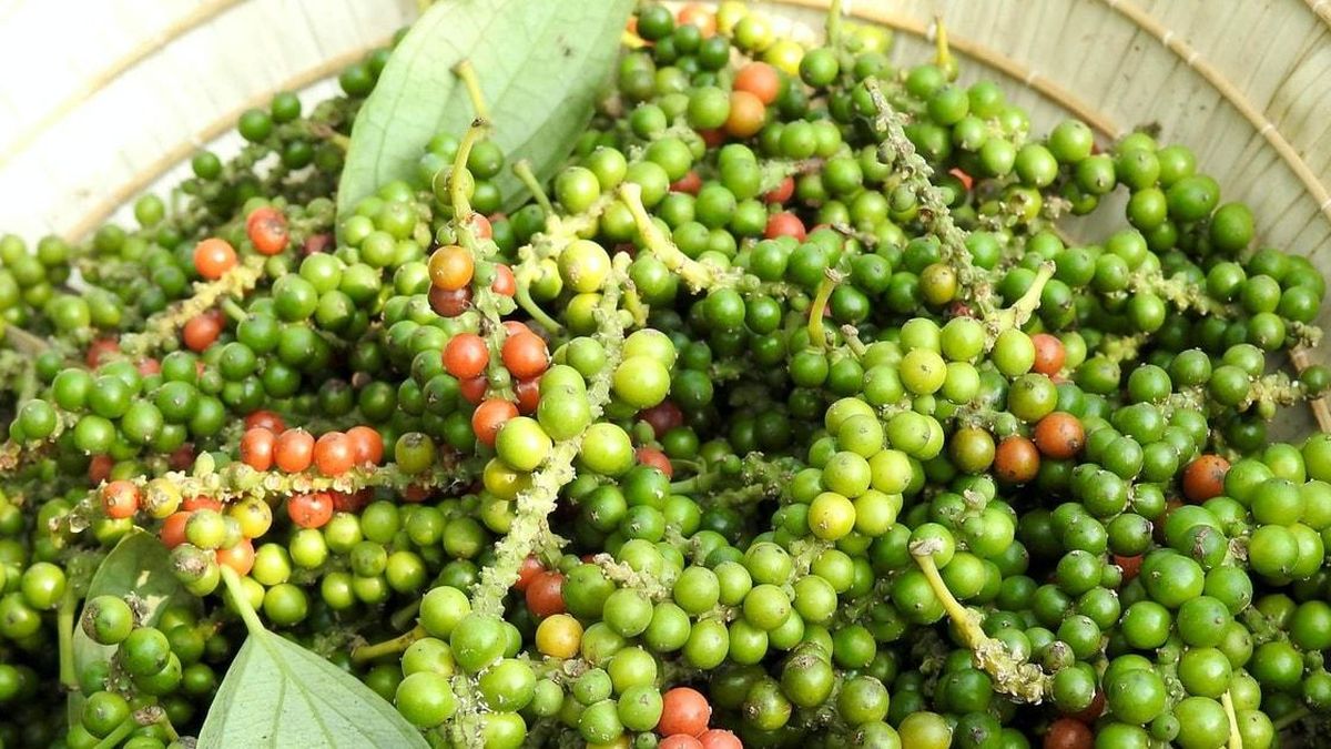 Giá tiêu hôm nay 11/6/2026: Thị trường đi ngang, chờ động lực mới - Báo Đà Nẵng