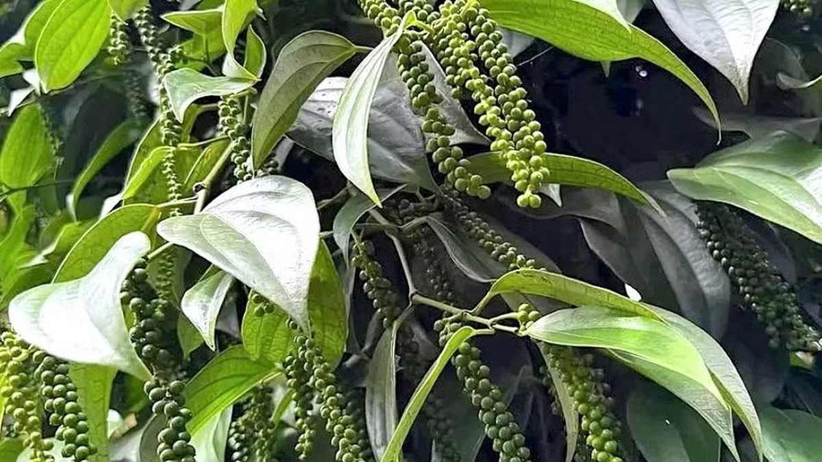 Hồ tiêu tăng 1.000 đồng/kg tại một số địa phương, cà phê giảm nhẹ - Báo Gia Lai