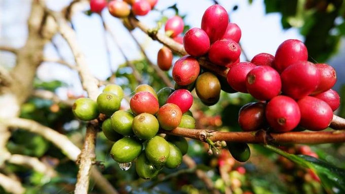 Giá tiêu tăng, cà phê giảm mạnh - Tạp chí Tài Chính Doanh Nghiệp