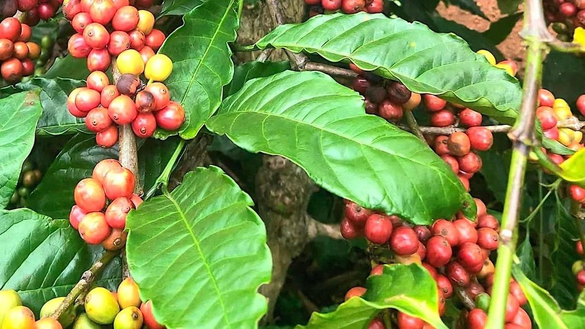 Cà phê tăng mạnh 4.500 đồng trong tuần qua, tiến sát mốc 90.000 đồng/kg - Báo Gia Lai