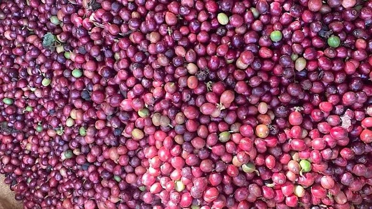 Ngày 17-6, giá cà phê giảm nhẹ sau 2 phiên đi ngang - Báo Gia Lai