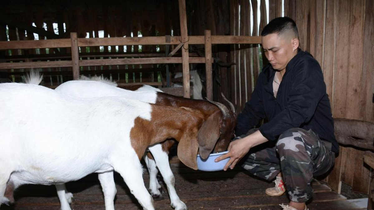 'Triệu phú' nuôi dê ở vùng sâu - Báo Quân Đội Nhân Dân