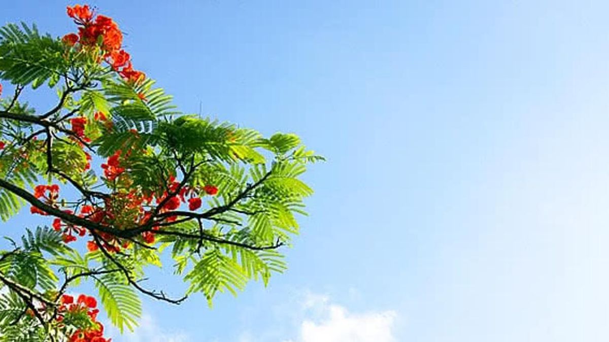 Dự báo thời tiết 10 ngày từ 18/06/2026 đến 28/06/2026: Bắc Bộ mưa to, Trung Bộ nắng nóng - Báo Lâm Đồng