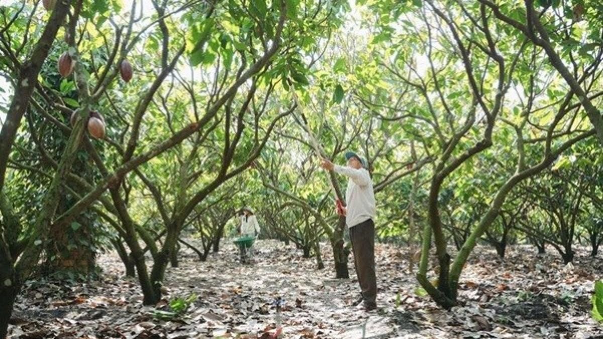 Từ phụ phẩm cacao đến hướng đi cho nông nghiệp xanh và phát triển bền vững - Báo Thế Giới & Việt Nam