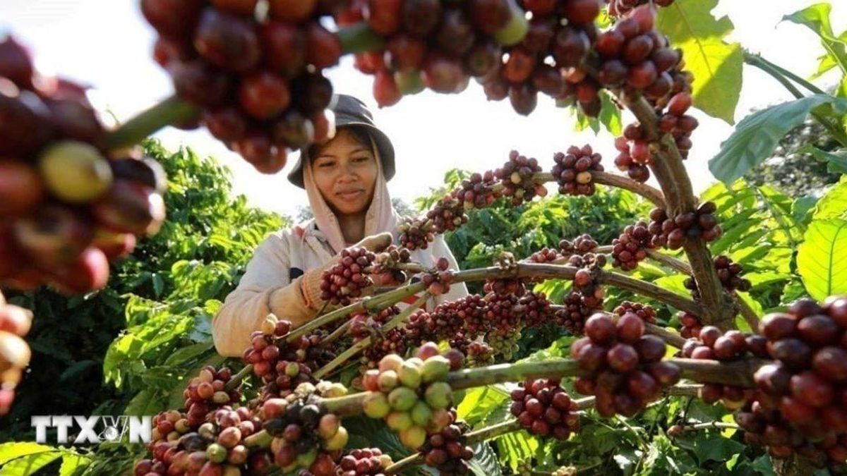 Đắk Lắk: Xây dựng Buôn Ma Thuột trở thành thủ phủ càphê ngon nhất thế giới - Báo VietnamPlus