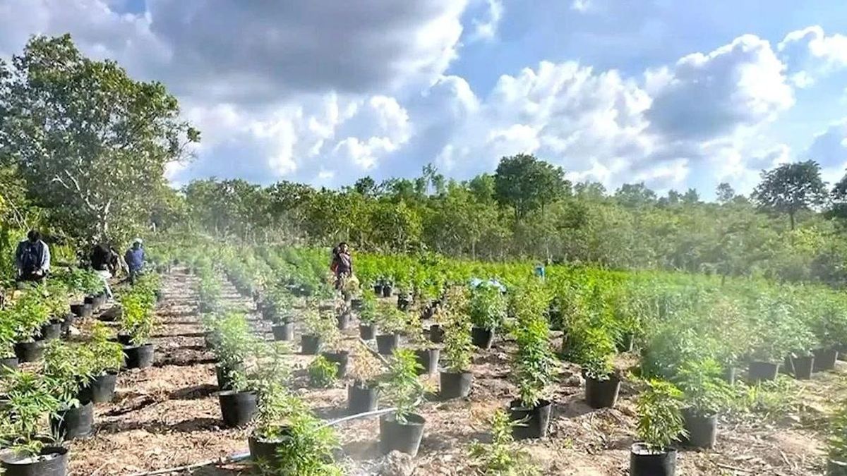 Bắt con nghiện, lần ra đường dây trồng cần sa trên rẫy quy mô lớn - Báo Công An Nhân Dân