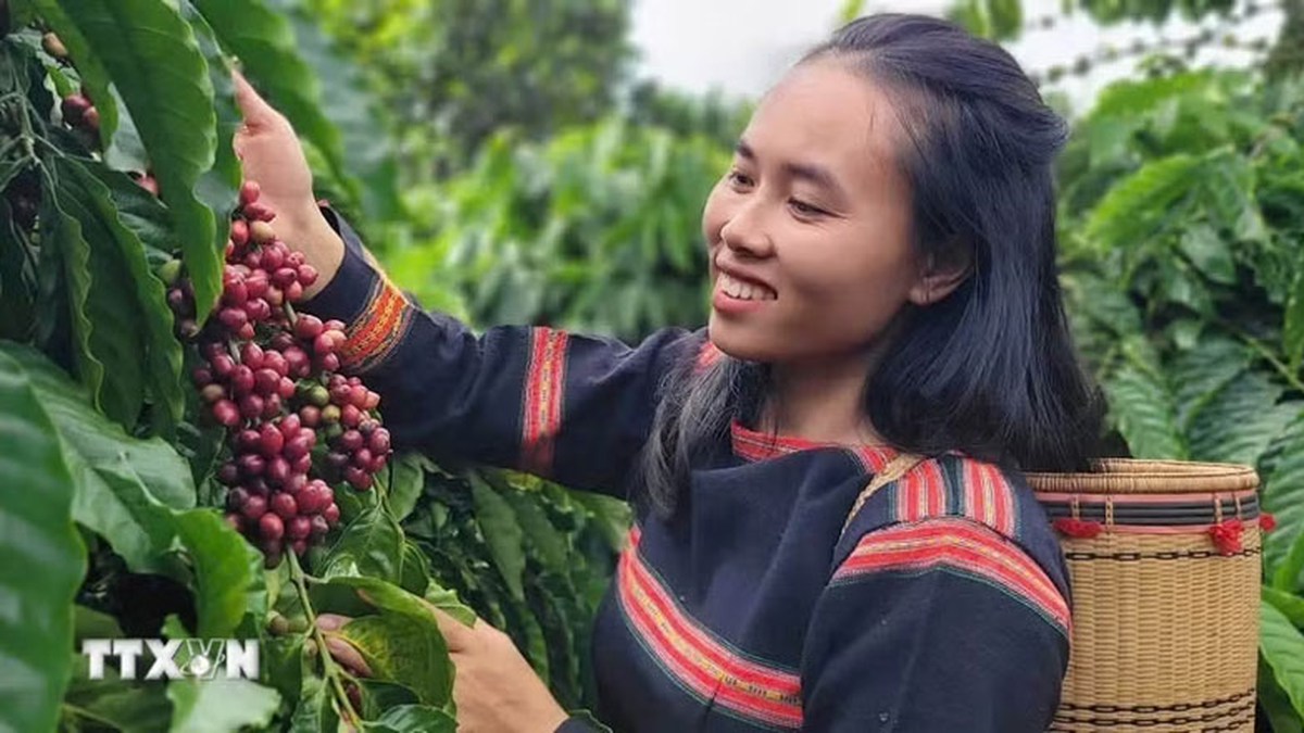 Bản tin nông sản hôm nay (21-6): Giá cà phê tăng, giá hồ tiêu giảm mạnh - Báo Quân Đội Nhân Dân