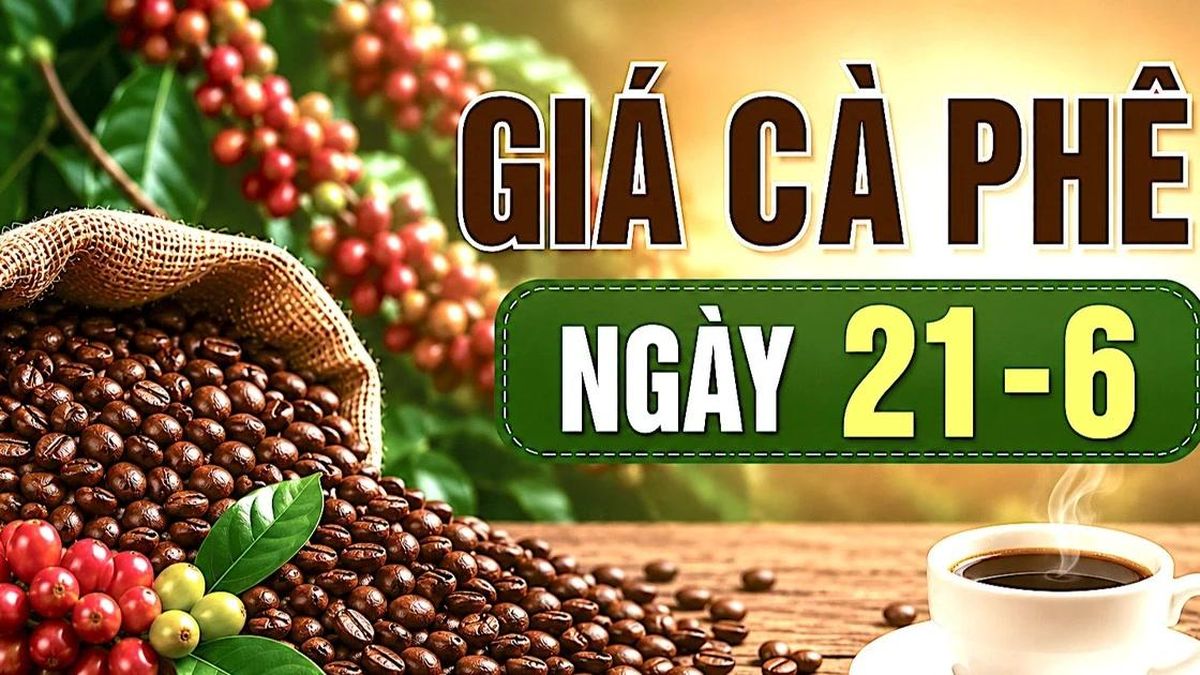 Ngày 21-6: Giá cà phê trong nước ổn định ở mức cao - Báo Gia Lai