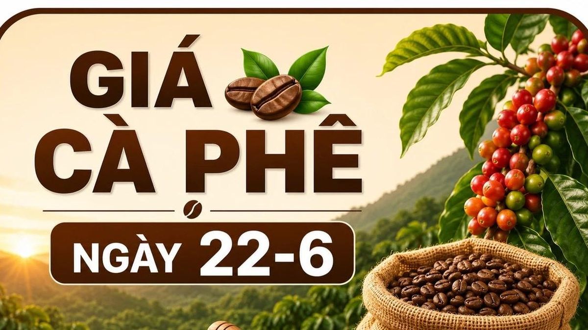 Giá cà phê trong nước ngày 22-6 giảm nhẹ 300 đồng/kg - Báo Gia Lai
