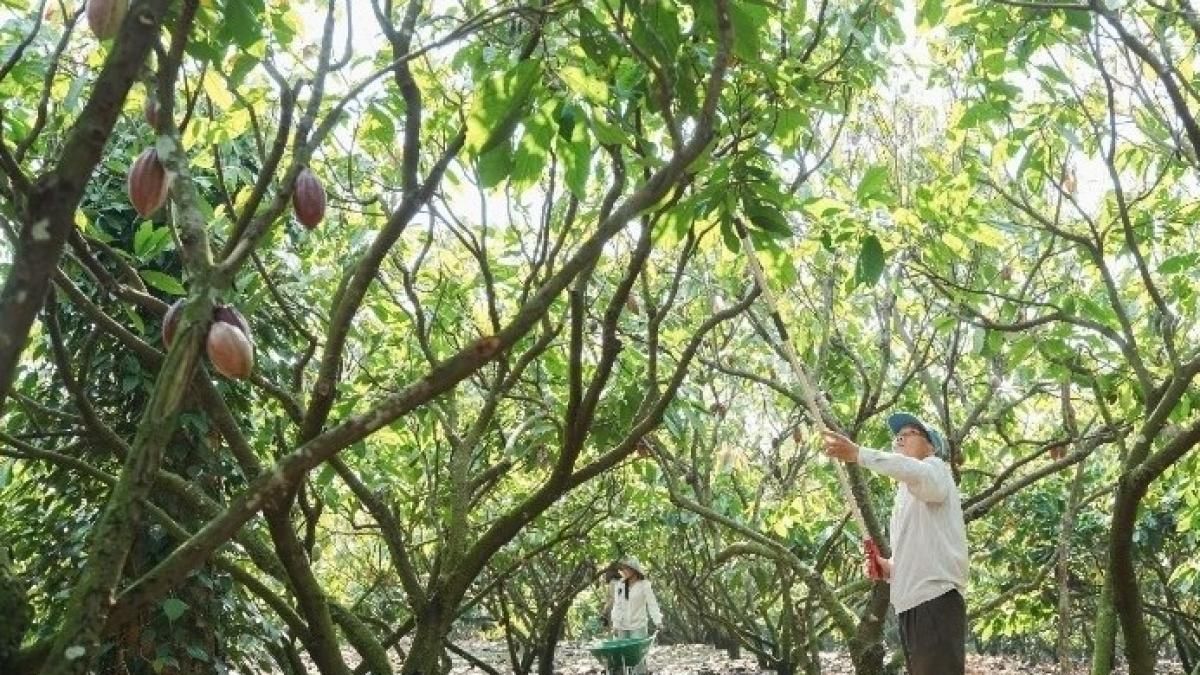 Vỏ cacao trở thành nguồn giá trị mới ở Đắk Lắk - Tạp chí Mekong Asean