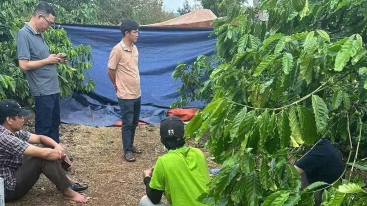 Phát hiện thi thể người phụ nữ trong rẫy cà phê ở Đắk Lắk lúc nửa đêm: Bàng hoàng hung thủ gây án - Chuyên trang Góc nhìn pháp lý - Tạp chí Người đưa tin