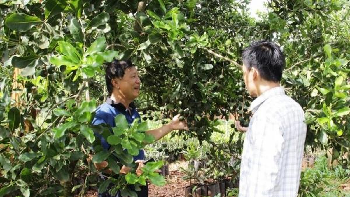 Hiện trạng và giải pháp phát triển bền vững cây mắc ca tại tỉnh Đắk Lắk - Nông nghiệp Hữu cơ Việt Nam