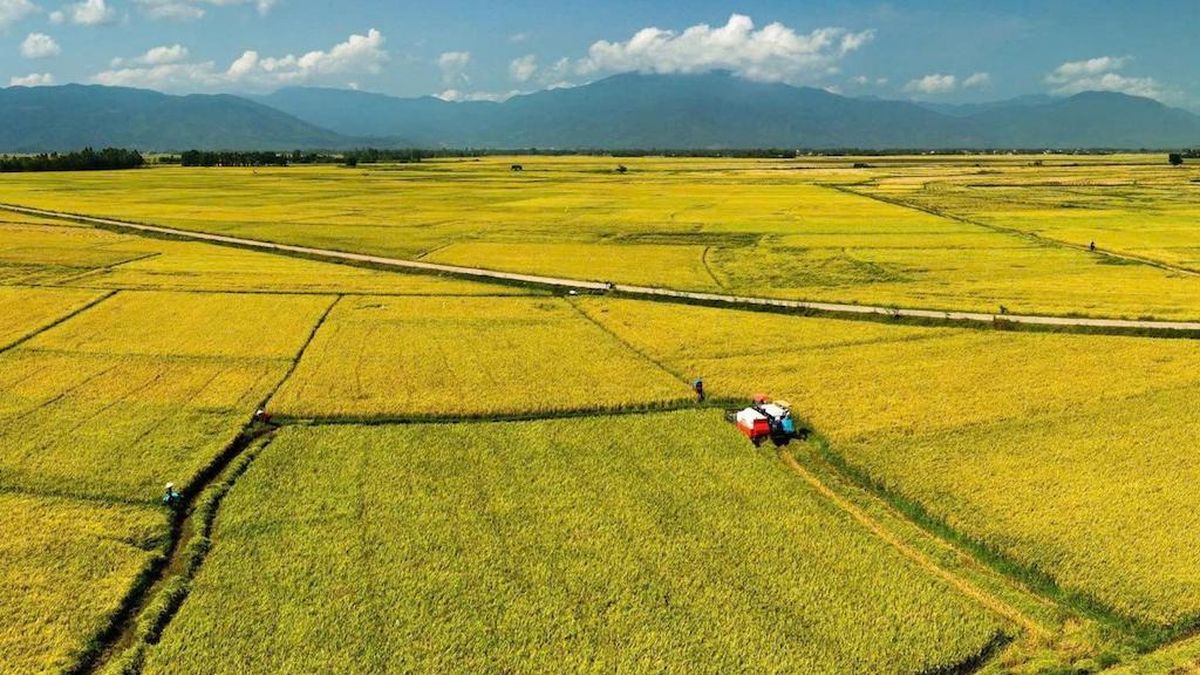 Cánh đồng VietGAP tạo nền tảng cho tài sản trí tuệ hạt gạo Ea Kar - Tạp chí Vnbusiness