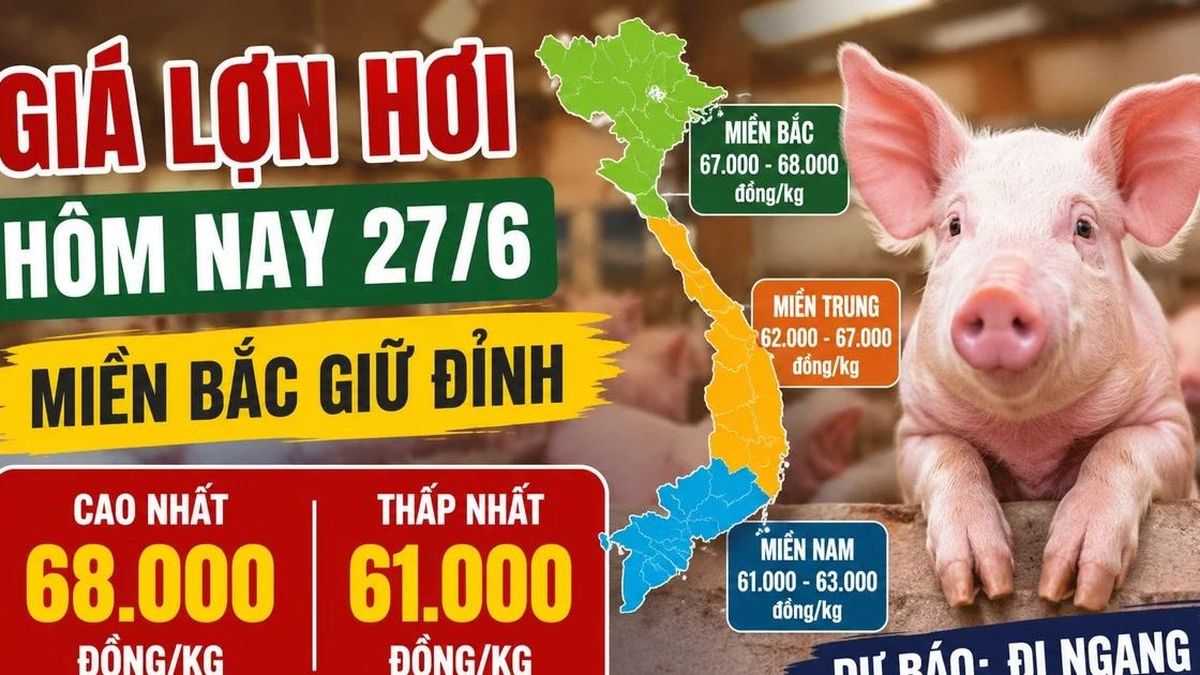 Giá lợn hơi hôm nay 27/6: Miền Bắc còn 4 nơi giữ đỉnh - Báo Lào Cai