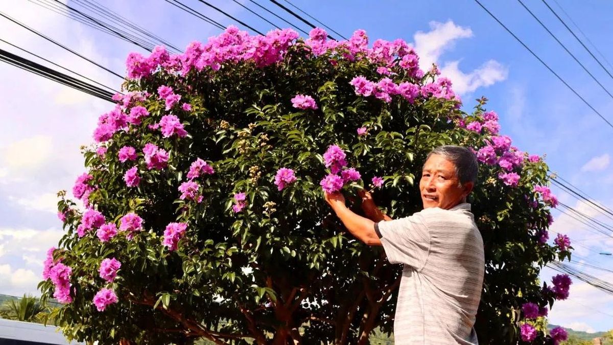 Hoa bằng lăng nhuộm sắc cao nguyên - Báo Sài Gòn Giải Phóng