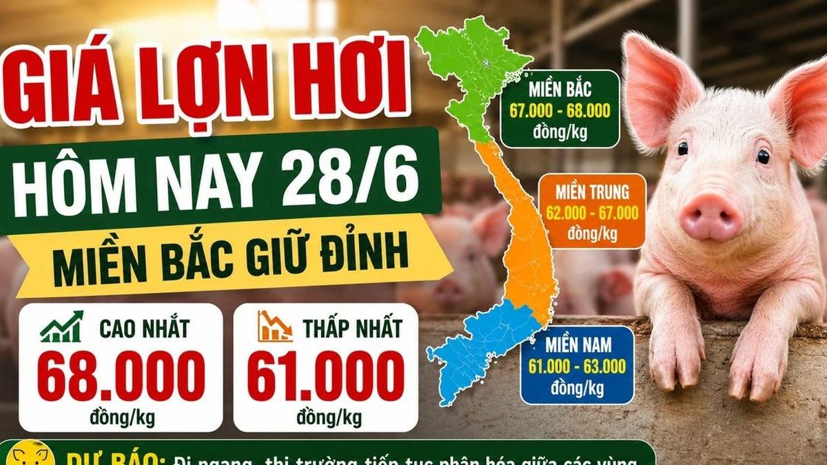Giá lợn hơi hôm nay 28/6: Miền Bắc giữ đỉnh 68.000 đồng/kg - Báo Lào Cai