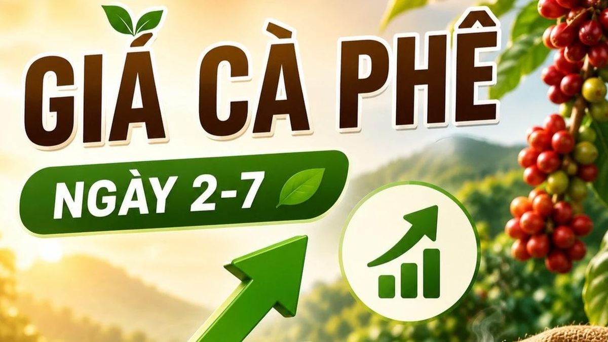 Giá cà phê ngày 2-7: Tăng mạnh, lên mốc 90.400 đồng/kg - Báo Gia Lai