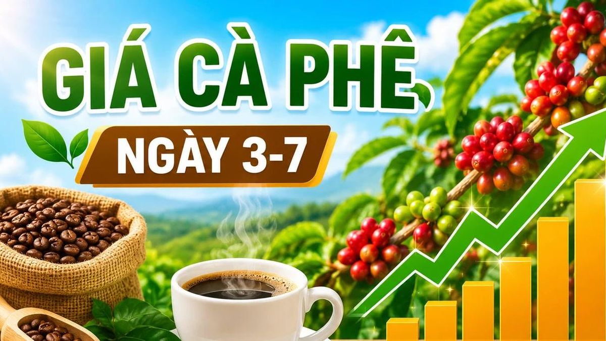 Giá cà phê ngày 3-7: Đồng loạt tăng mạnh 1.600 đồng/kg - Báo Gia Lai