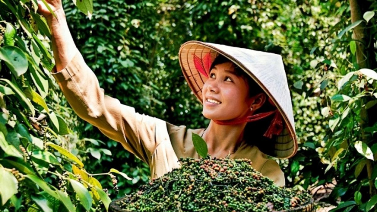 Giá tiêu hôm nay 3/7: Ổn định sau phiên đi xuống - Báo VTC News