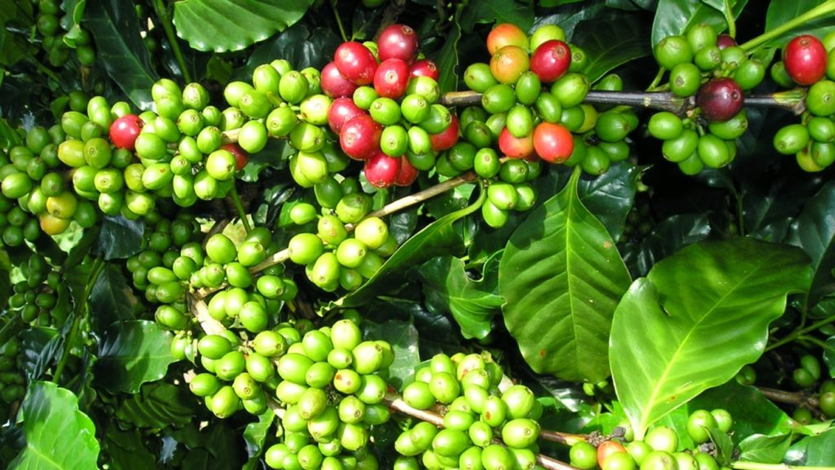 Bản tin nông sản hôm nay (4-7): Giá cà phê tăng, hồ tiêu ổn định - Báo Quân Đội Nhân Dân