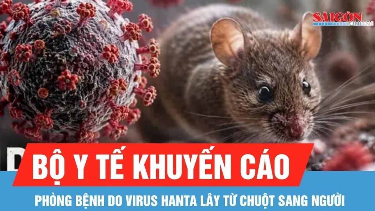 Bộ Y tế cảnh báo nguy cơ lây nhiễm virus Hanta từ chuột sang người