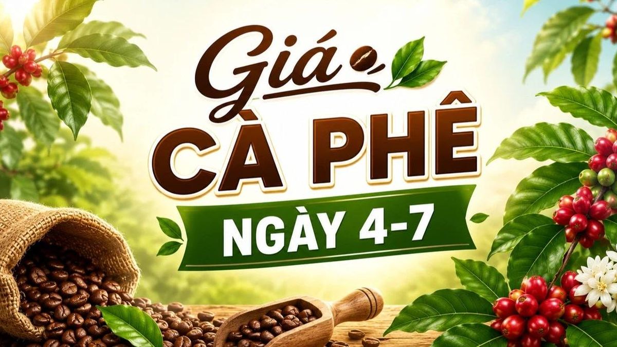 Giá cà phê ngày 4-7: Tiếp đà tăng, đạt mức cao nhất kể từ cuối tháng 3 - Báo Gia Lai