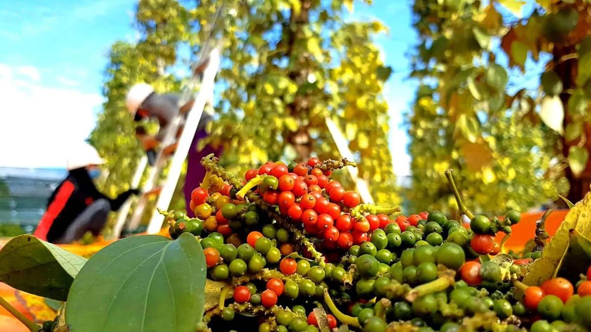 Giá tiêu hôm nay 4/7: Đi ngang, cao nhất 135.000 đồng/kg - Báo VTC News