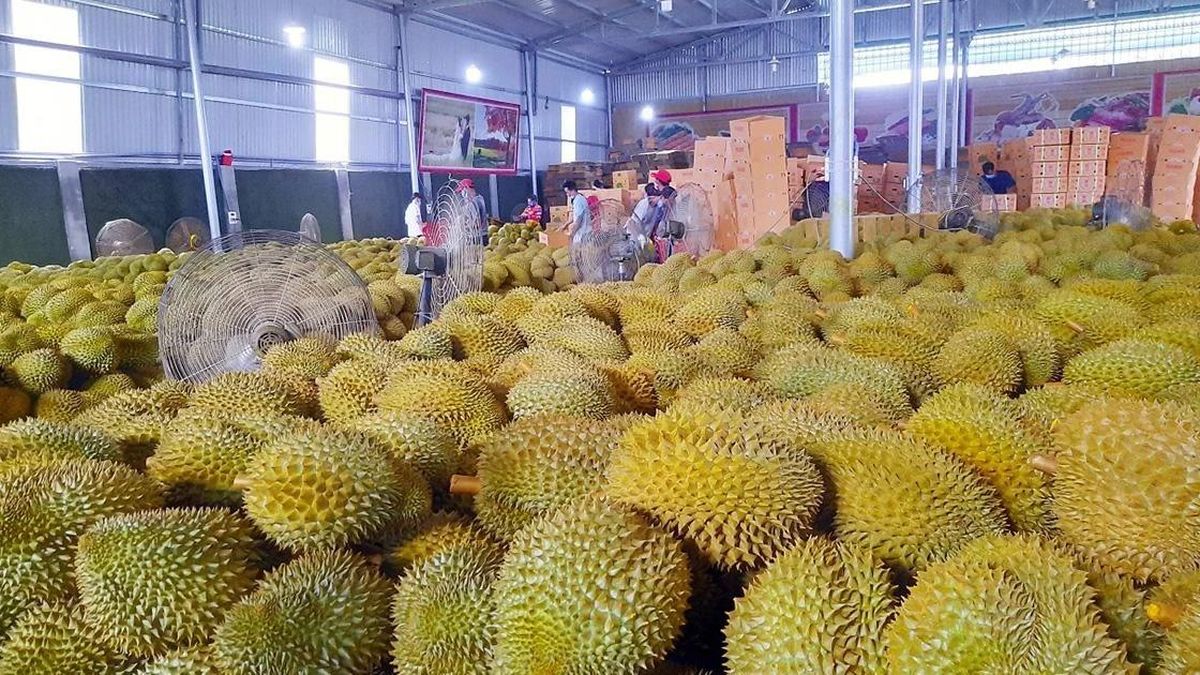Cả nước có bao nhiêu cơ sở có thể kiểm nghiệm chất Vàng O với quả sầu riêng? - Chuyên trang An Ninh Thủ Đô - Báo Công an nhân dân
