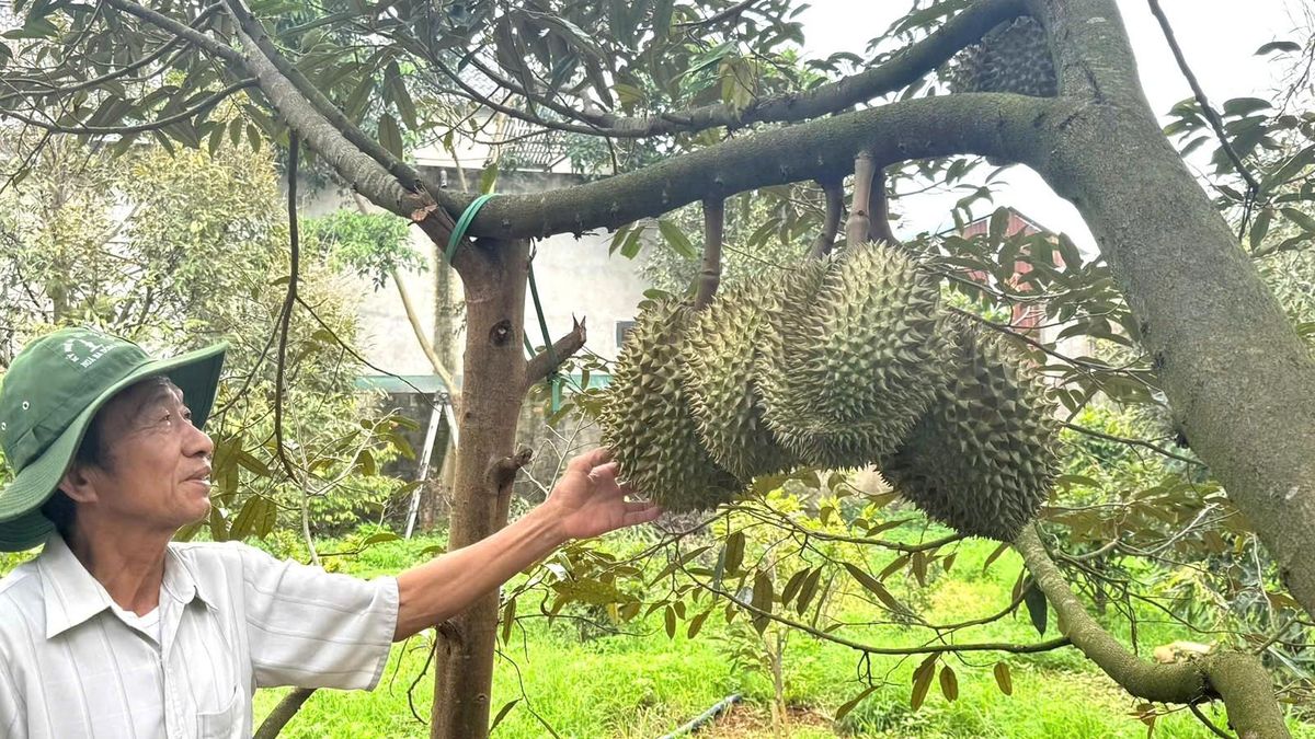 Sầu riêng nhiều vườn ở Đắk Lắk 'xấu mã', thương lái đổi cách mua - Báo VietnamNet