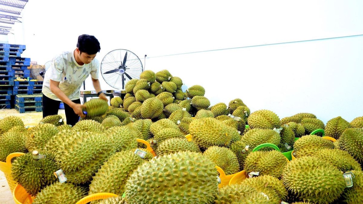 Tăng hậu kiểm, giảm thủ tục trong quản lý mã số vùng trồng - Báo Tin Tức TTXVN