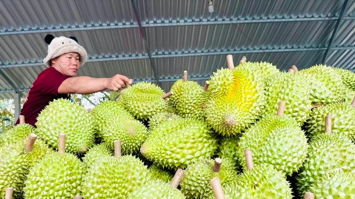 Công bố danh sách cơ sở được kiểm nghiệm Cadimi và chất Vàng xuất khẩu sầu riêng - Chuyên trang Sài Gòn Đầu Tư Tài Chính - Báo Sài Gòn Giải Phóng