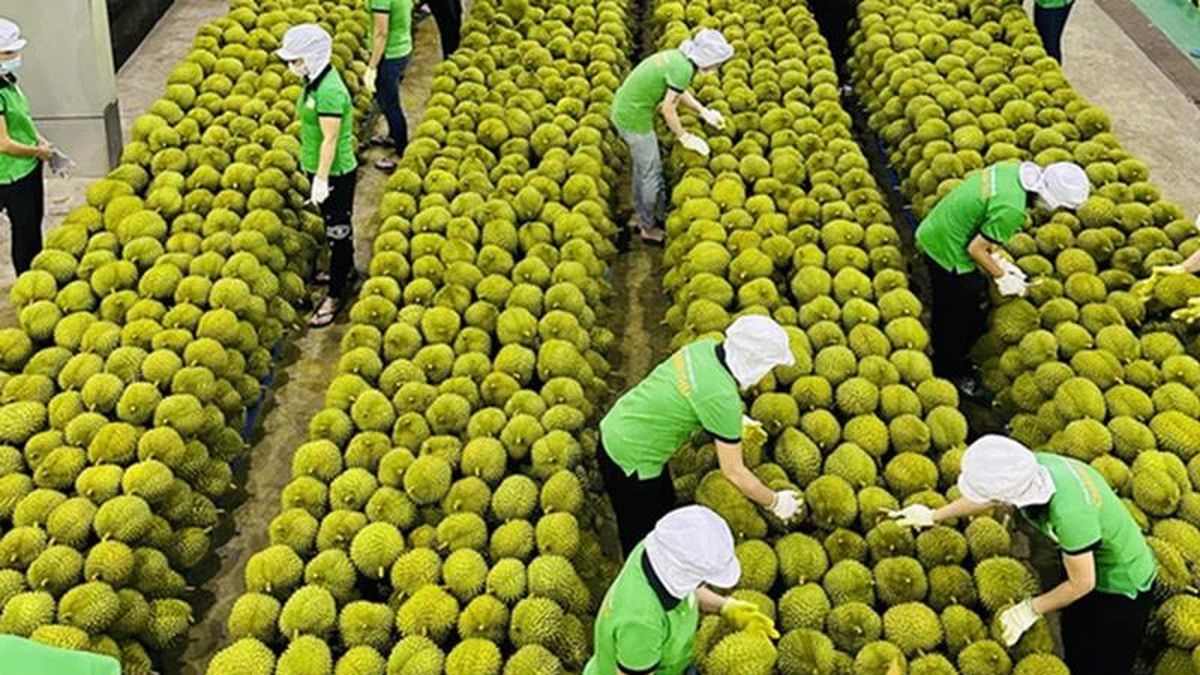 Công bố 37 cơ sở kiểm nghiệm chất Vàng O và Cadimi cho sầu riêng - Báo Công An Nhân Dân