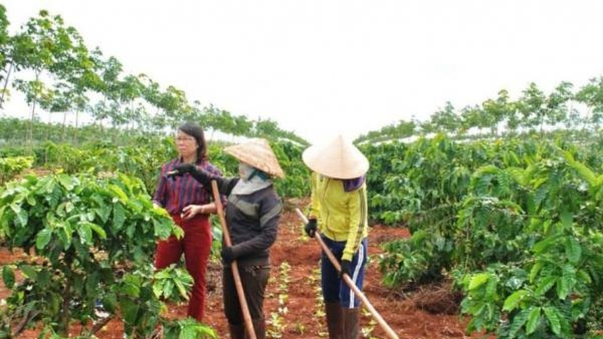Đắk Lắk ban hành kế hoạch tái canh cà phê giai đoạn 2026-2030 theo định hướng bền vững - Nông nghiệp Hữu cơ Việt Nam