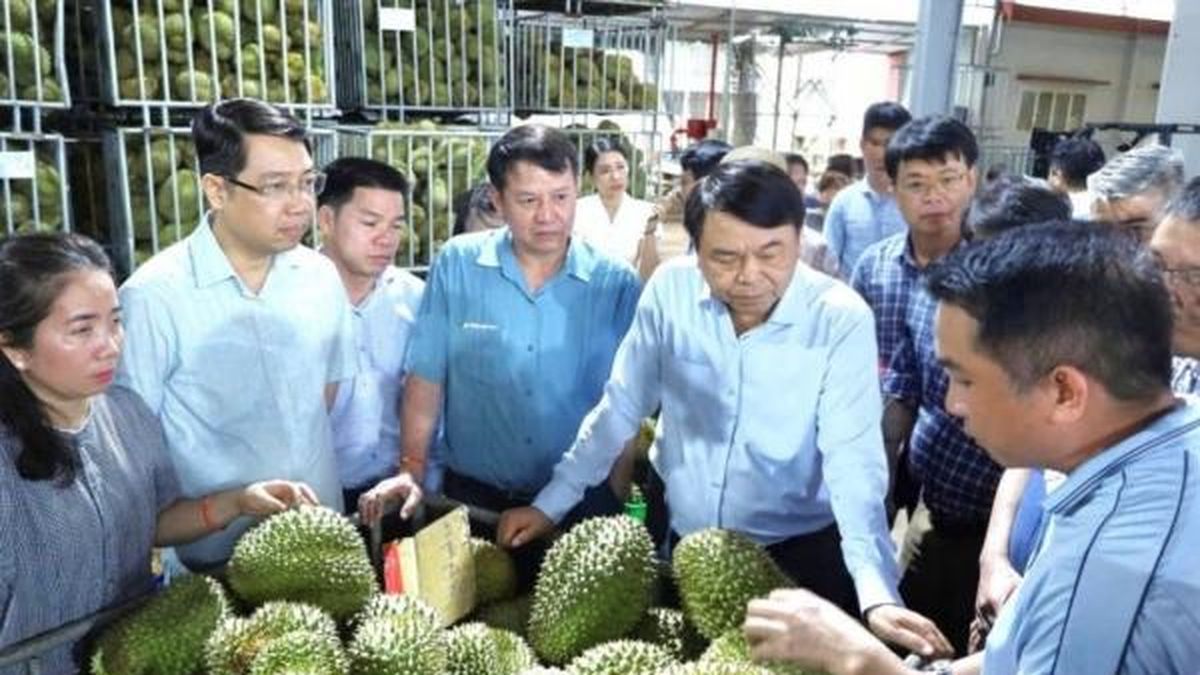 Chuyển từ 'tiền kiểm' sang 'hậu kiểm' để thúc đẩy phát triển ngành hàng sầu riêng - Nông nghiệp Hữu cơ Việt Nam
