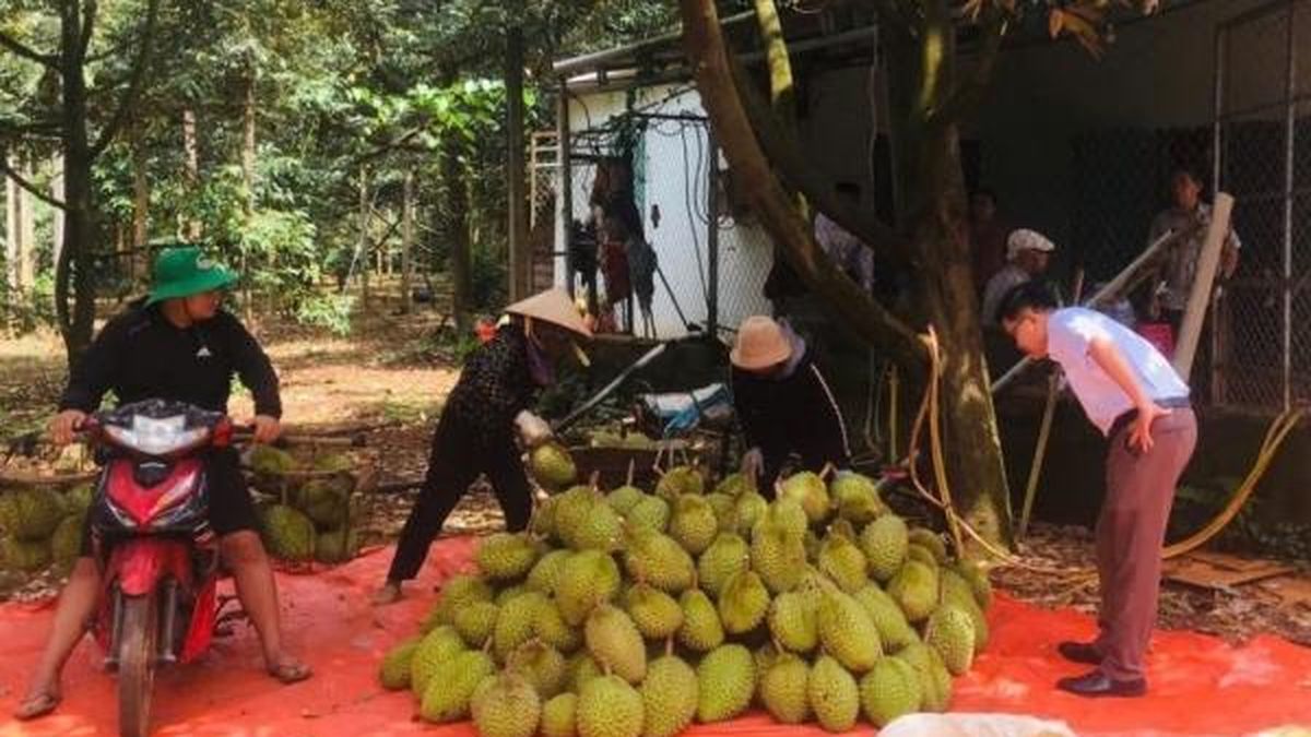 Sầu riêng Đắk Lắk trước nguy cơ 'lỡ hẹn' xuất khẩu 350.000 tấn chính ngạch - Nông nghiệp Hữu cơ Việt Nam